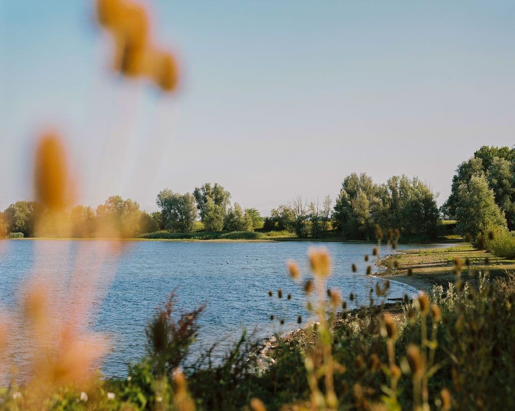 Koornwaard natuurontwikkeling